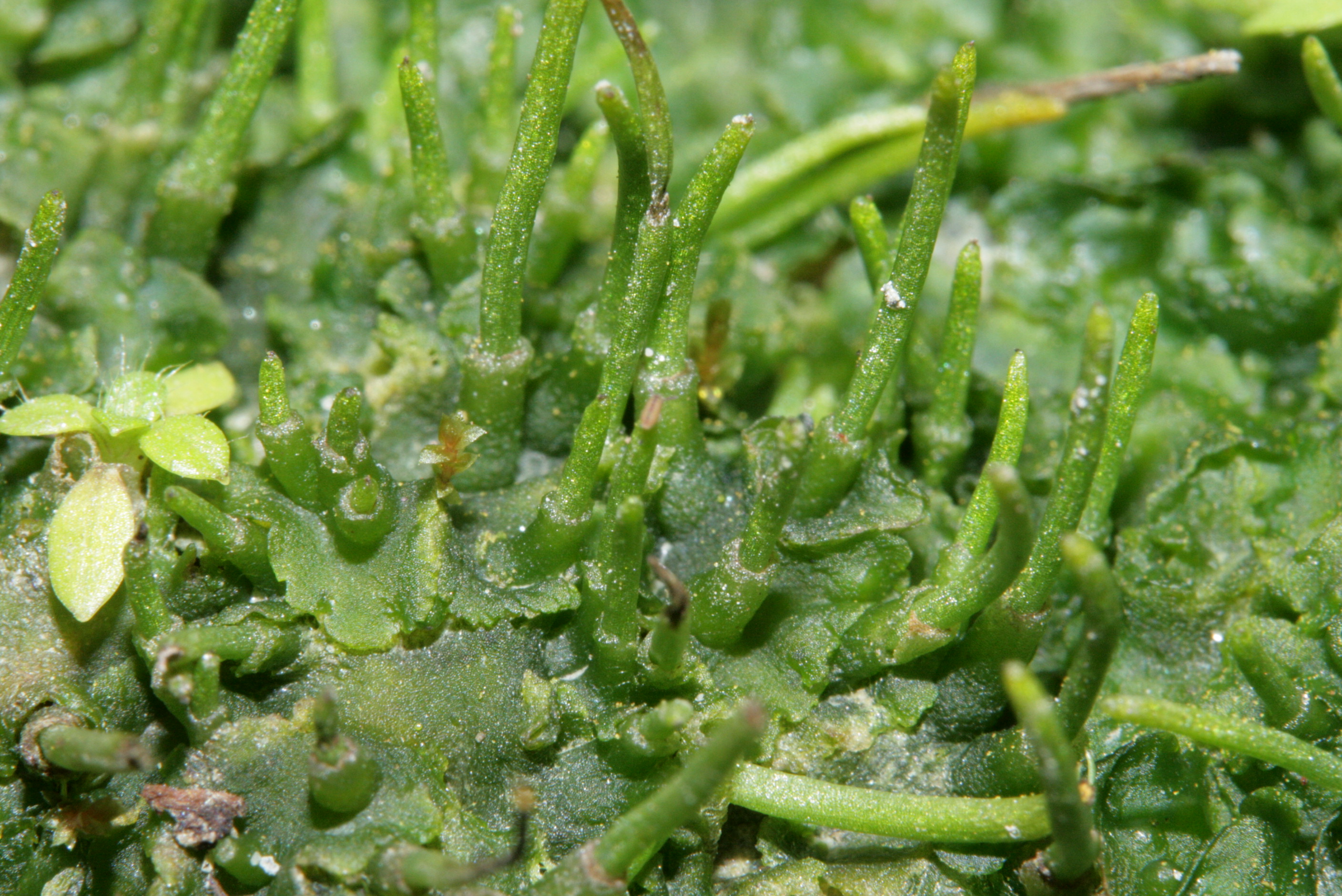 <p>with yellow-brown spores and no pyrenoids</p>
