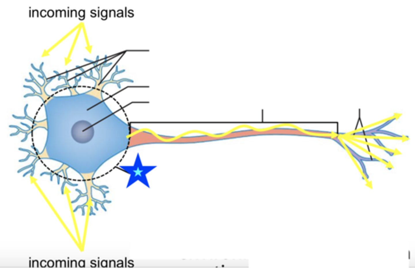 <p>processing occurs; tend to be inhibitory</p>