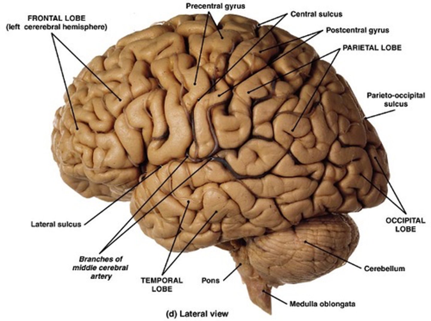 <p>What separates the frontal lobe from the temporal lobe?</p>