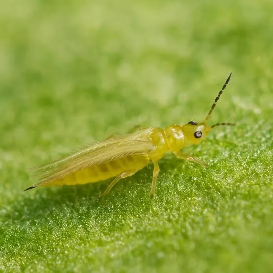 <p>Common name of order: Thrips. Neopteran. Hemimetabolous.</p>
