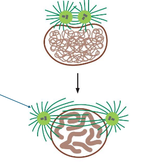 <p>microtubules grow and shrink</p><p>centrosomes move to opposite poles of cell</p><p>aster microtubules provide an anchor (green arrow)</p>