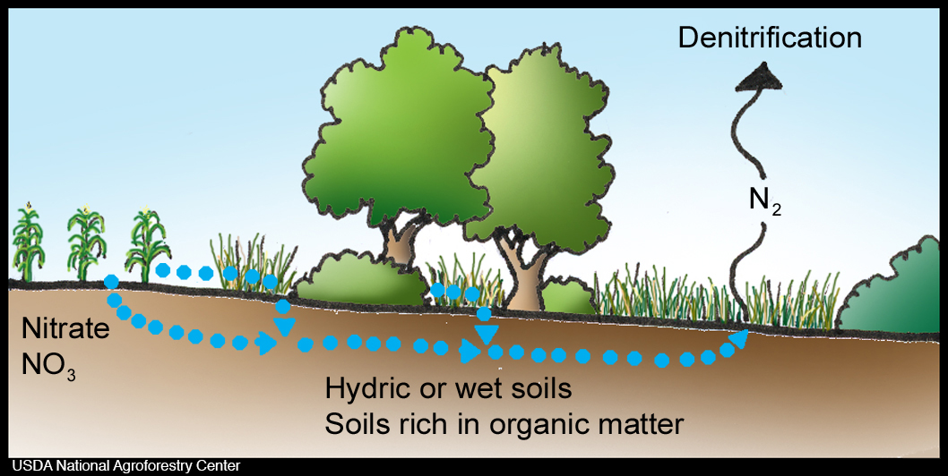 <p>bacteria convert nitrate or nitrite to atmospheric nitrogen (N<sub>2</sub>)</p>