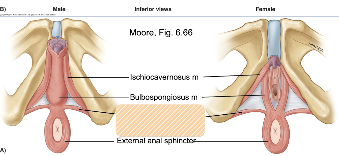 <p><span>runs from<strong> ischial tuberosity to perineal body, </strong></span>perineal nerve innervation</p><p><span>supports and stabilizes pelvic diaphragm/perineal body and resists increases in intraabdominal pressure</span></p><p><em>Perineal muscle</em></p>