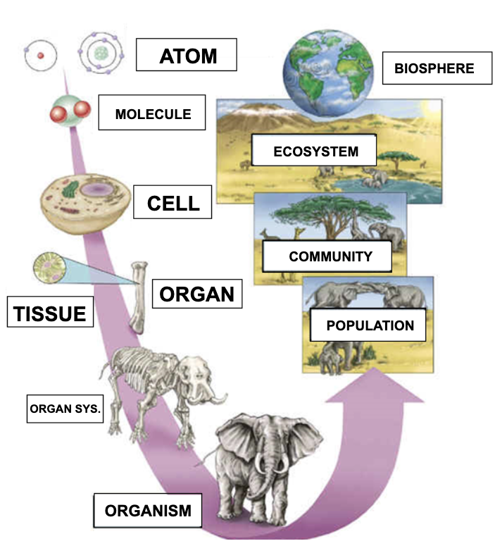 <p>What is the following picture showing?</p>