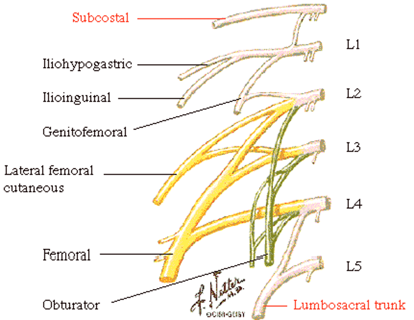 <p>Nerve roots of ilioinguinal nerve</p>