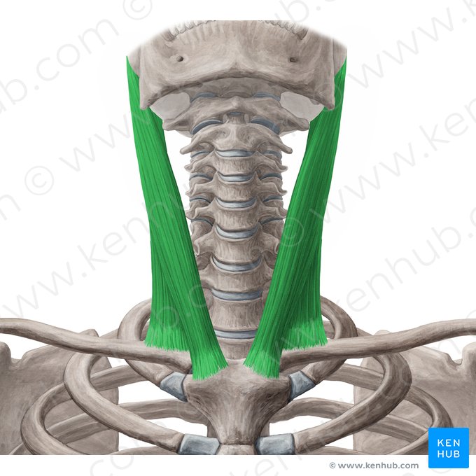 <p>neck muscles that individually rotate the head; together it flex the neck</p>