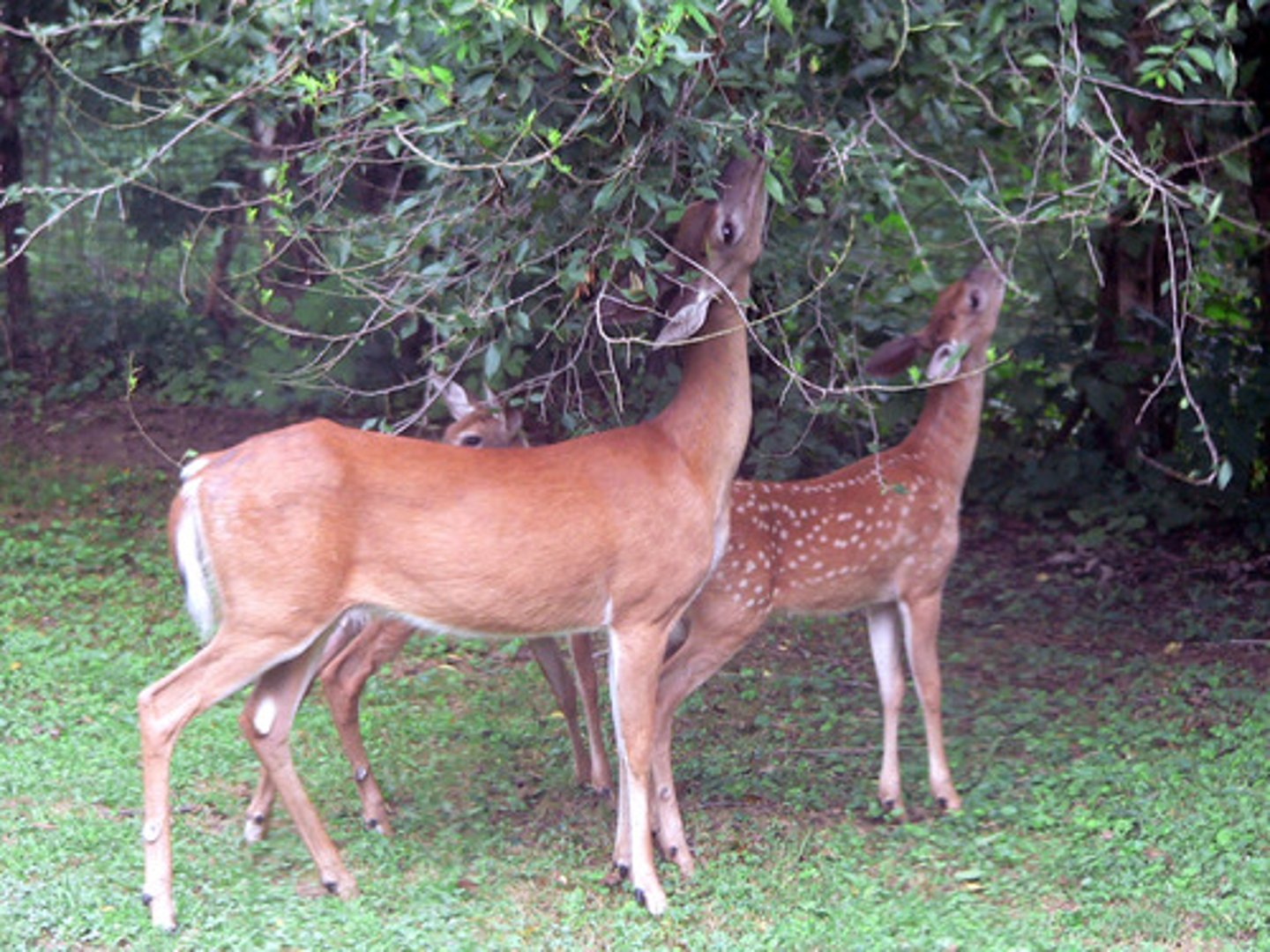 <p>Interaction in which one animal (the herbivore) feeds on producers (such as plants).</p>