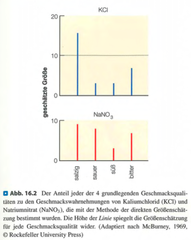 <p class=""><span data-name="brain" data-type="emoji">🧠</span><strong> Kurzfassung:</strong><br>McBurneys Studie (1969) zeigte, dass <strong>einige Substanzen klar eine Grundgeschmacksqualität</strong> repräsentieren (z. B. NaCl = salzig), während <strong>andere Mischungen mehrerer Geschmäcker</strong> zeigen. Diese Ergebnisse stützen die Annahme von <strong>vier (heute fünf) grundlegenden Geschmacksqualitäten</strong>.</p><div data-type="horizontalRule"><hr></div><p class=""><span data-name="clipboard" data-type="emoji">📋</span><strong> Langfassung:</strong></p><ul><li><p class=""><strong>Methode:</strong><br>Probanden bewerteten <strong>Geschmacksintensitäten</strong> verschiedener Lösungen durch <strong>Grössenschätzung</strong>.</p></li></ul><p class=""></p><ul><li><p class=""><strong>Ergebnisse:</strong></p><ul><li><p class=""><strong>Eindeutige Zuordnungen:</strong></p><ul><li><p class=""><strong>Natriumchlorid (NaCl)</strong> = salzig</p></li><li><p class=""><strong>Salzsäure</strong> (verdünnt) = sauer</p></li><li><p class=""><strong>Saccharose</strong> = süss</p></li><li><p class=""><strong>Chinin</strong> = bitter</p></li></ul></li></ul><p class=""></p><ul><li><p class=""><strong>Mischqualitäten:</strong></p><ul><li><p class=""><strong>Kaliumchlorid (KCl)</strong> = salzig + bitter</p></li><li><p class=""><strong>Natriumnitrat</strong> = salzig + sauer + bitter</p></li></ul></li></ul></li></ul><p class=""></p><ul><li><p class=""><strong>Bedeutung:</strong></p><ul><li><p class="">Die Daten belegen, dass <strong>einige Substanzen reine Geschmacksqualitäten erzeugen</strong>, andere <strong>kombinierte Empfindungen</strong>.</p></li><li><p class="">Diese Erkenntnisse <strong>stützen die Theorie von Grundgeschmacksqualitäten</strong> (salzig, sauer, süss, bitter; später ergänzt durch umami).</p></li><li><p class=""><strong>Kritik:</strong> Einige Forscher (z. B. Erickson, 2000) zweifeln daran, ob diese Kategorien ausreichend sind.</p></li></ul></li></ul><p></p>