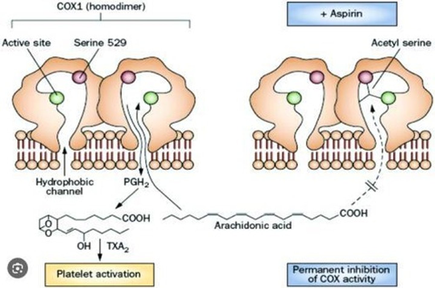 <p>Aspirin competes with arachidonic acid for the active site of COX enzymes, preventing the sensations of pain associated with their activity.</p>