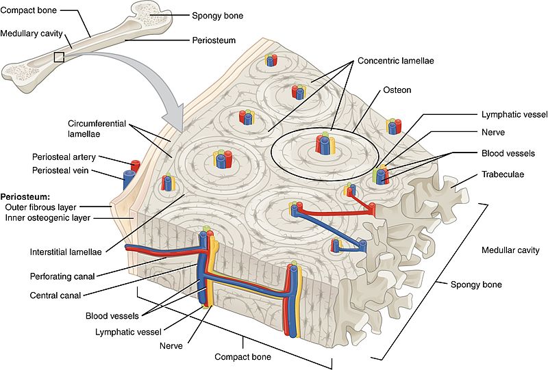 <ul><li><p>longitudinal channel in the center of each osteon</p></li><li><p>contains blood vessels, nerves, and lymphatic vessels</p></li></ul><p></p>