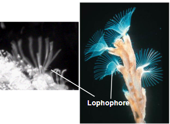 <p>lophototrochozoa, ex- bryzoan, crown of cilliated tentacles (lophophore) for feeding around mouth</p>
