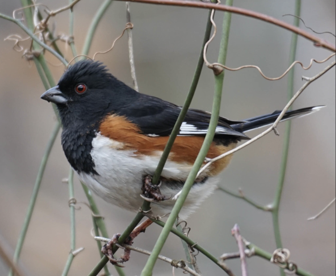 <p>What is this bird?</p>