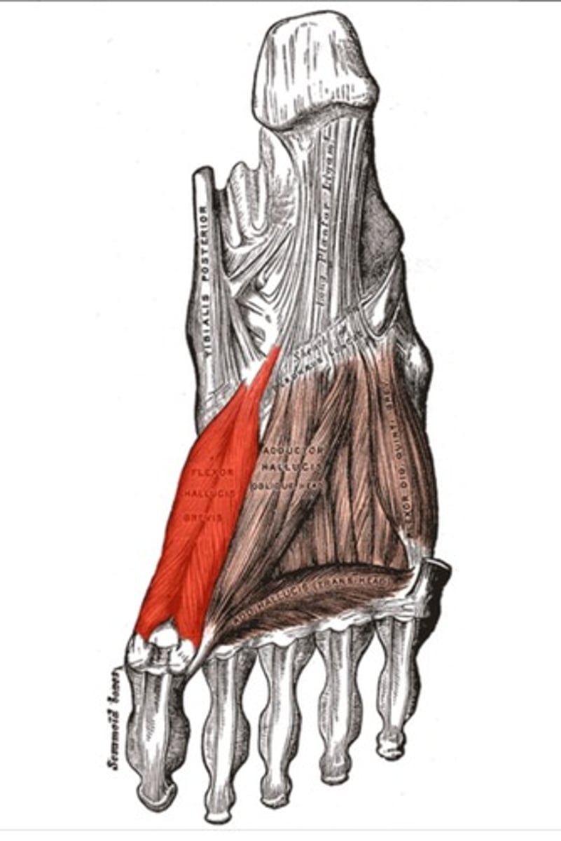 <p>3rd layer</p><p>A: flexes big toe</p><p>N: medial plantar</p>