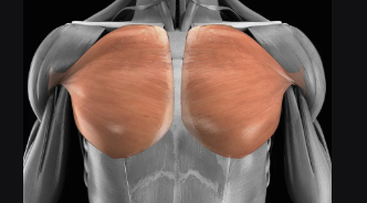 <p>Large chest muscle that adducts and flexes the humerus across the chest.</p>
