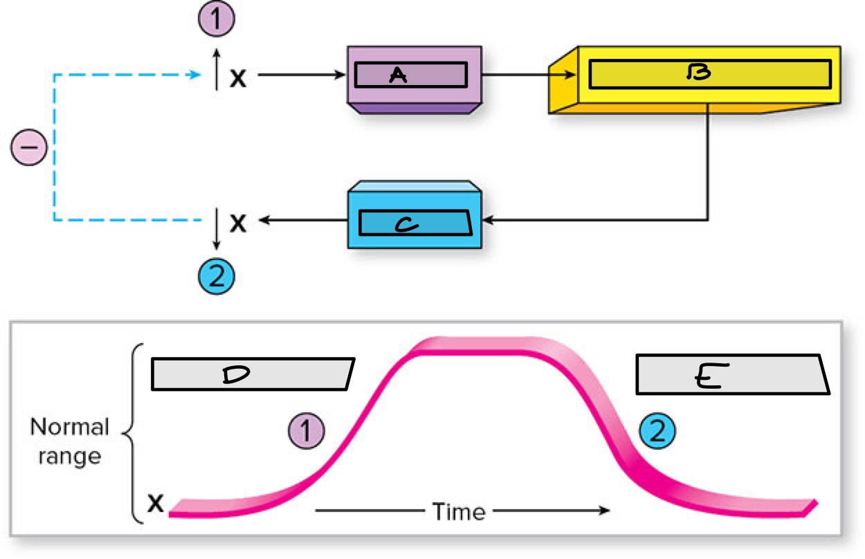 <p>Label the components of the negative feedback loop </p>
