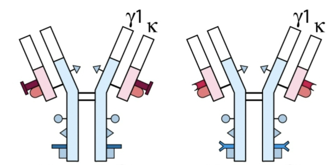 <p>Allotypic determinants</p>