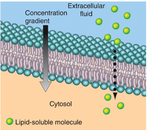 <ul><li><p>Substances that can diffuse through bilayer</p><ul><li><p>Alcohol</p></li><li><p>Fatty acids</p></li><li><p>Steroids</p></li><li><p>O2, CO2</p></li><li><p>Lipid soluble drugs</p></li></ul></li></ul><p></p>