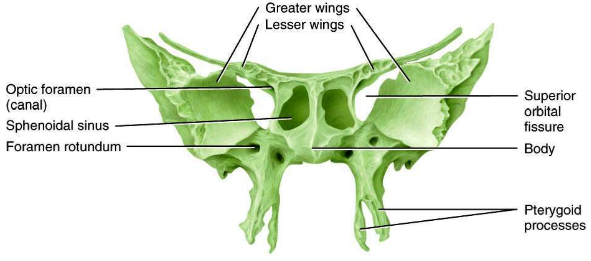<ul><li><p>articulates with all other cranial bones, holding them together (acts as a keystone)</p></li><li><p>lies posterior and superior to nasal cavity</p></li><li><p>forms parts of the floor and walls of orbits</p></li><li><p>divided into body (contains sphenoidal sinuses) and greater and lesser wings</p></li></ul>