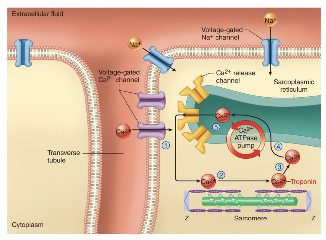 <p>APs of myocardial cells stimulates opening of voltage-gated Ca2+ channels in sarcolemma, Ca2+ diffuses into cell stimulating the opening of Ca2+ release channels in sarcoplasmic reticulum (SR) by a Ca2+ induced Ca2+ release mechanism, Ca2+ binds to troponin and stimulates contraction</p>