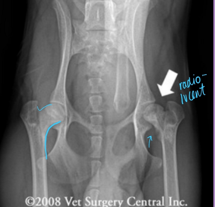 <ul><li><p><span style="background-color: transparent;"><strong><span>Et:</span></strong><span> </span></span><span style="background-color: transparent; color: red;"><strong><span>Avascular necrosis of the femoral head</span></strong></span></p><ul><li><p><span style="background-color: transparent;"><span>Vascular damage, necrosis, collapse of femoral head → pain and arthritis</span></span></p></li></ul></li></ul><ul><li><p><span style="background-color: transparent;"><strong><span>Sig: Young (4-11m), small breed dogs</span></strong><span> - inherited</span></span></p><ul><li><p><span style="background-color: transparent;"><span>Miniature Poodle, Cairn Terrier, Manchester Terrier,cats</span></span></p></li></ul></li><li><p><span style="background-color: transparent;"><strong><span>Cs: Acute onset hindlimb lameness, P </span></strong></span><span style="background-color: transparent; color: red;"><span>Pain on PE, OA, weight-bearing issues</span></span></p><ul><li><p><u>Unilateral or bilateral</u></p></li></ul></li></ul><ul><li><p><span style="background-color: transparent;"><strong><span>Dt: signalment & Radiographs</span></strong></span></p><ul><li><p><span style="background-color: transparent;"><strong><span>Early:</span></strong></span><span style="background-color: transparent; color: red;"><strong><span> </span></strong><span>Increased opacity</span></span><span style="background-color: transparent;"><span> of </span></span><span style="background-color: transparent; color: red;"><span>lateral epiphysis (</span><u><span>femoral head</span></u><span>)</span></span><span style="background-color: transparent;"><span> and joint space due to effusion</span></span></p></li><li><p><span style="background-color: transparent;"><strong><span>Late: </span></strong></span><span style="background-color: transparent; color: red;"><span>Collapse/flattening/thickening</span></span><span style="background-color: transparent;"><span> of femoral head + neck, ± Femoral neck fracture</span></span></p></li></ul></li></ul><ul><li><p><span style="background-color: transparent;"><strong><span>Tx: (Early stages)Robinson sling</span></strong><span>, Pain control, (late stages)Total hip arthroplasty, Femoral head and neck ostectomy(FHNO)</span></span></p><ul><li><p>Splint needs to be non-WB and goes past leg</p></li></ul></li></ul><p></p>