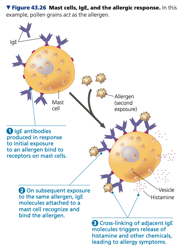 **Allergies**

* Exaggerated (hypersensitive) responses to antigens called ______


* Most commonly involve ___ class antibodies
* Process of hay fever

  
  1. _____ cells secrete IgE antibodies specific for antibodies on the surface of pollen grains

     
     1. Some IgE antibodies are bound by their base to mast cells in connective tissues
  2. Pollen grains that enter the body attach to
     IgE antibodies
  3. Adjacent IgE molecules are cross-linked, inducing the  ____cell to release ____ and other inflammatory chemicals
  4. These chemicals bring about allergy symptoms (e.g. sneezing, runny nose, teary eyes, smooth muscle contractions that inhibit breathing)
