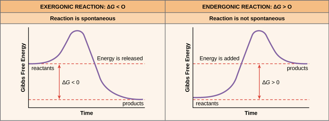 <p>When the product(s) have more energy than the reactant(s). Energy absorbing.</p>