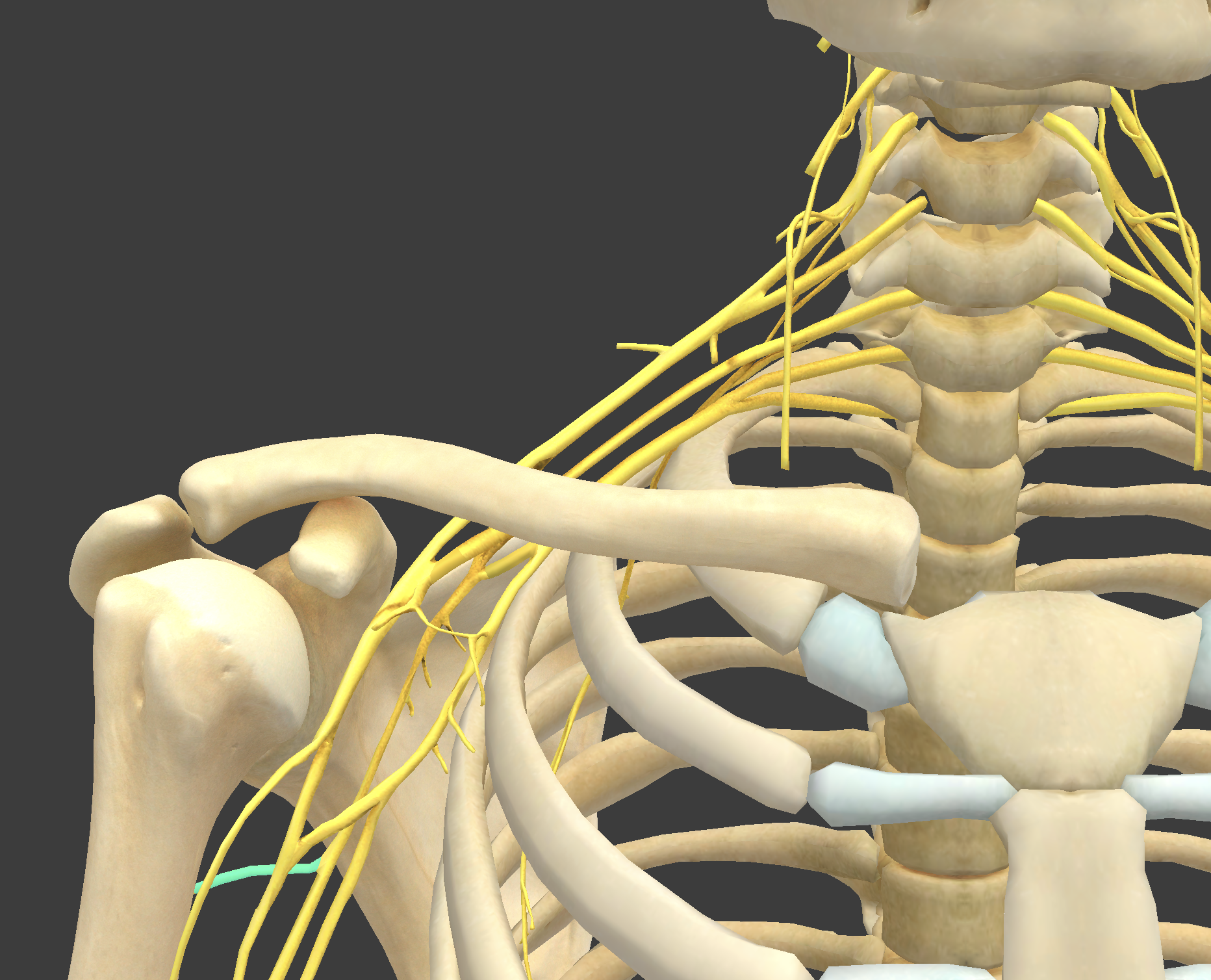 <p>What structure is shown?</p>