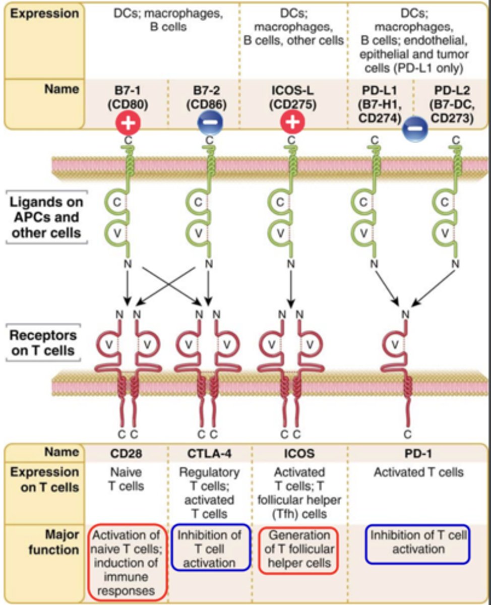 <p><strong><span style="text-decoration:underline">costimulation function</span></strong></p>