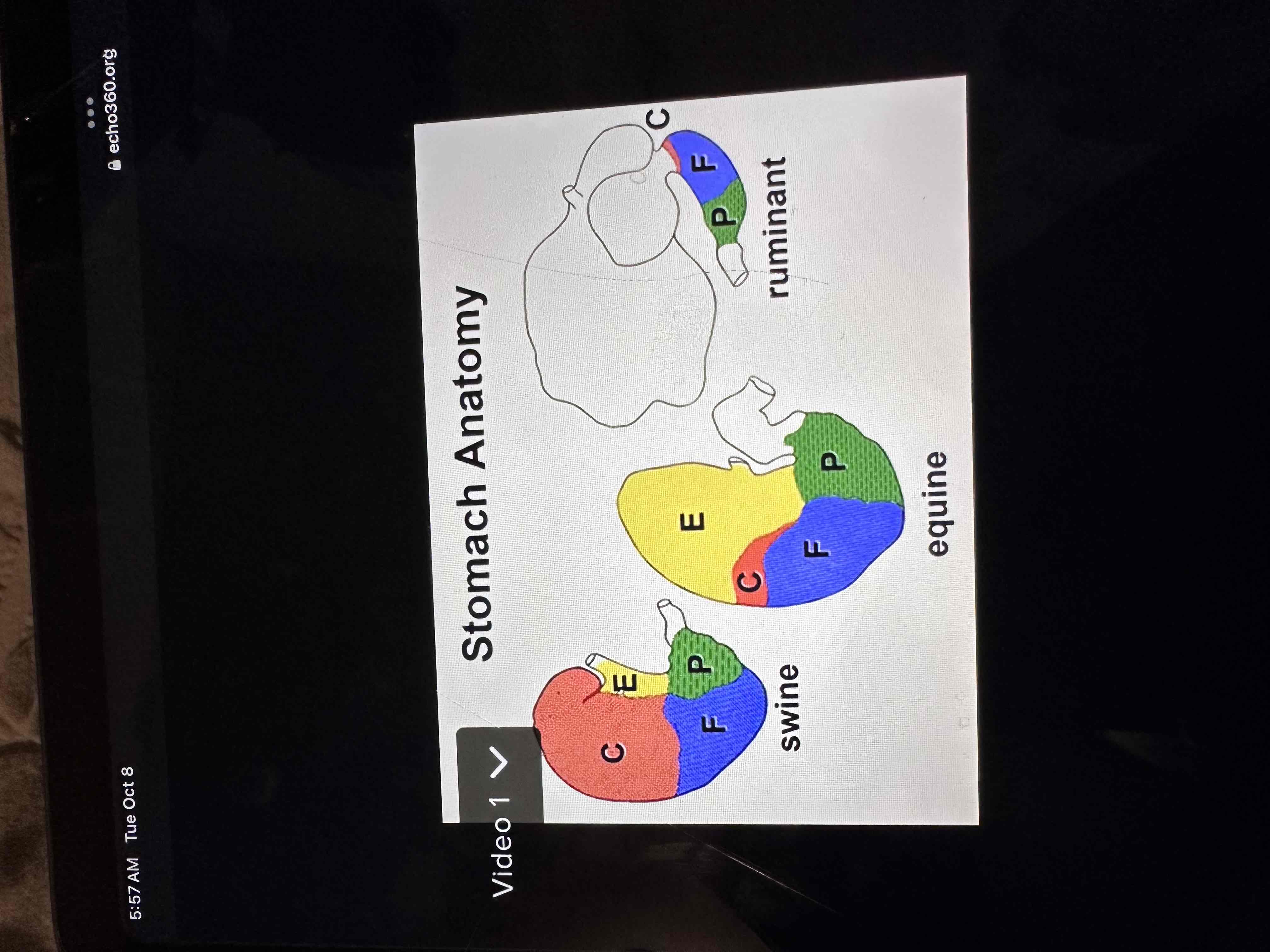 <p>4 regions</p><ol><li><p>Esophageal</p></li><li><p>Cardiac</p></li><li><p>Fundic</p></li><li><p>Pyloric</p></li></ol>