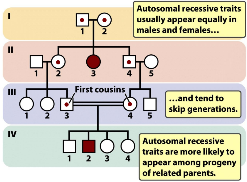 <p>expressed only in homozygous</p><ul><li><p>both genes mutated to express disease</p></li><li><p>parents are usually asymptomatic carriers</p></li><li><p>can skip generations</p></li><li><p>↑incidence of parental consanguinity</p></li><li><p>subsequent children = 25% of being affected</p></li></ul><p></p>