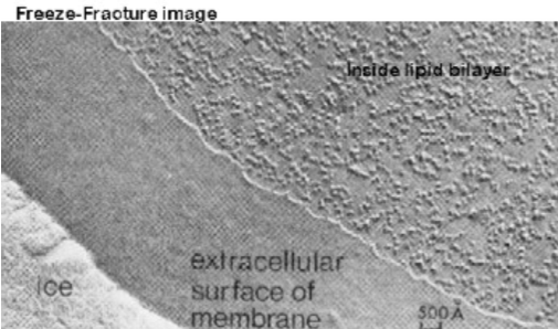 <p>A frozen bundle of cells is chipped to split the leaflets of the plasma membrane. Then further ice was evaporated to expose the edges of the cell membrane that weren’t split. Then heavy metals were used to etch the surfaces of the cells.</p><p>It showed bumps along the surfaces of the cells, which were proteins that thus implied they crossed the bilayer (there were bumps in one leaflet and pits in the other. Also, this only showed transmembrane proteins, not peripheral).</p><p>This thus proved that proteins did not coat the bilayer but rather, crossed it. </p>