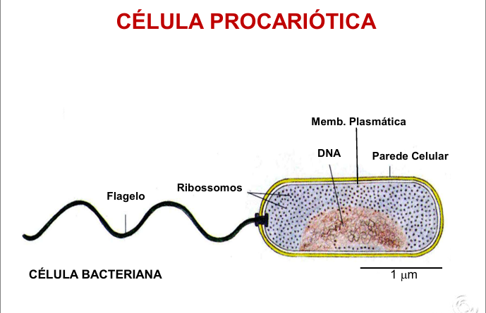 <p>Não possuem núcleo definido e nem organelas membranosas, o material genético fica disperso no citoplasma. </p>