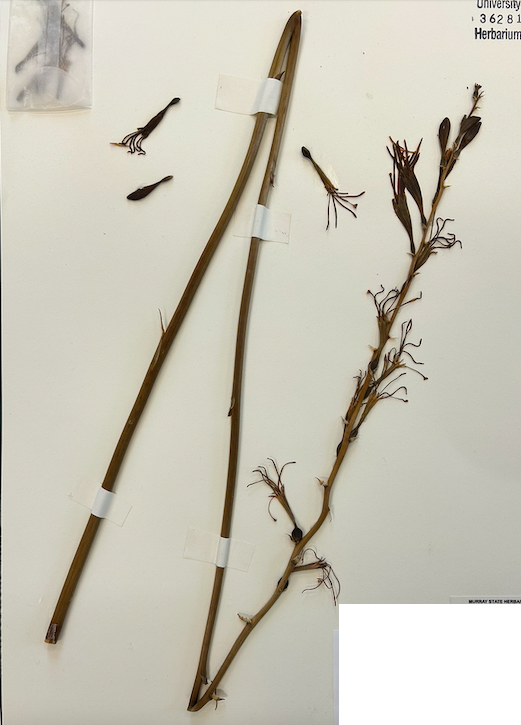 <p>Order? Family?&nbsp;</p>