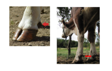 <p><u>Dermis = Corum of wall</u></p><p>Similar to horse - arranged in laminae</p><p>Interdigitates with the epidermal horn - produced by papillon coronary region&nbsp;</p><ul><li><p>dermal layer of the coronary band</p></li><li><p>contains papillae = make coronary and solar hoof wall </p><ul><li><p>supply nutrients to hoof wall and sole</p><ul><li><p>lamellae - suspend and attach P3</p></li></ul></li></ul></li></ul><p>Horn on the sole &amp; bulb - also produced by papillae</p><p>Hypodermis in bulb - forms pad of fibrous elastic tissue = digital cushion</p><p><br>Dewclaws - present in most ruminants - do not make contact with ground&nbsp;</p><p>Consist of wall and bulb but no practical importance</p><p><br></p>