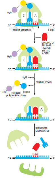 Translation halts at a stop codon. In the final phase of<br />protein synthesis, the binding of release factor to an A site bearing<br />a stop codon terminates translation of an mRNA molecule. The<br />completed polypeptide is released, and the ribosome dissociates into<br />its two separate subunits.