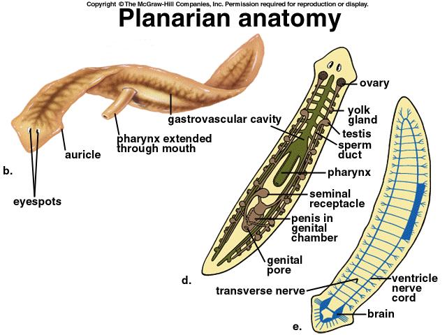 <p>Free-Living Flatworms, eg Planaria</p>