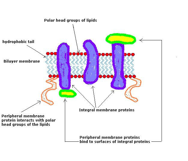 <p>Located in outer or inner surface of plasma membrane</p><p>Many are recognition proteins</p>