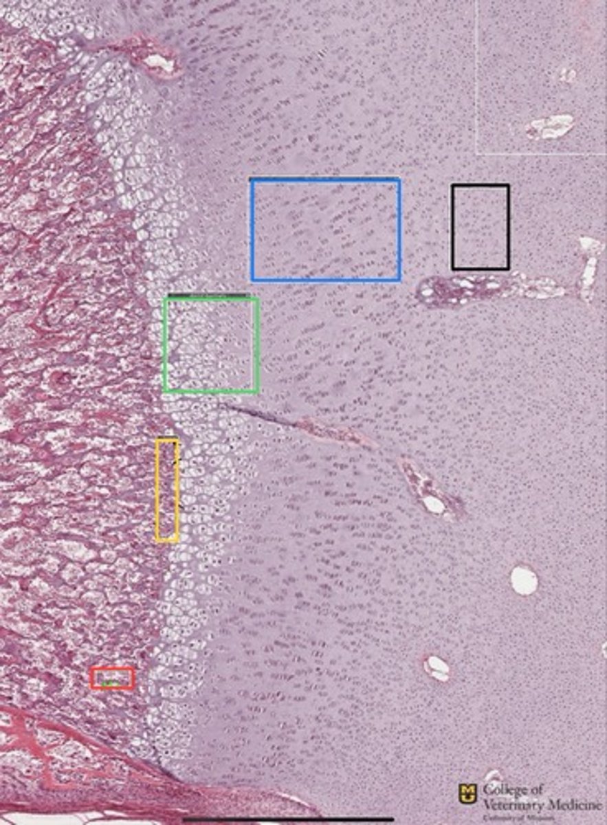 <p>What zones are depicted?</p><p>What tissue type are they from?</p>