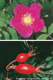 <p>rosa pendulina</p>