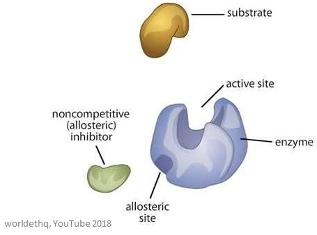 <p><strong>Allosteric sites</strong> are any place where the inhibitor binds to that is not the active site (non-competitive). It may be a different location depending on the enzyme. </p><p>The allosteric site has a specific structure that the inhibitor binds to. </p><p>The purpose of the allosteric site is to provide a place for the inhibitor to bind. As a result, the binding causes the shape of the active site to change so that the substrate can no longer bind to the enzyme.</p>