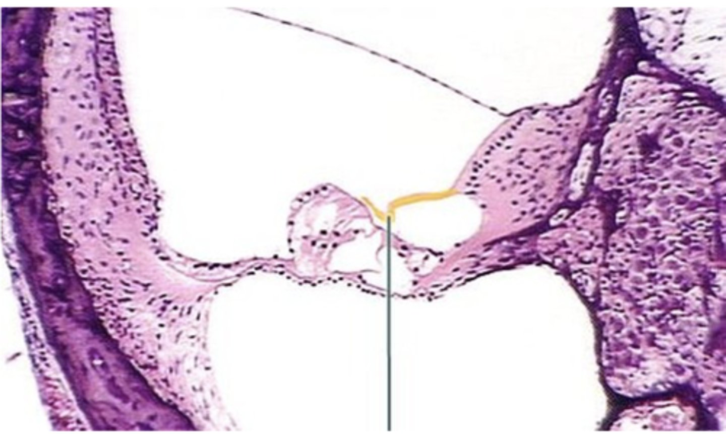 <p>Identify the structure</p>