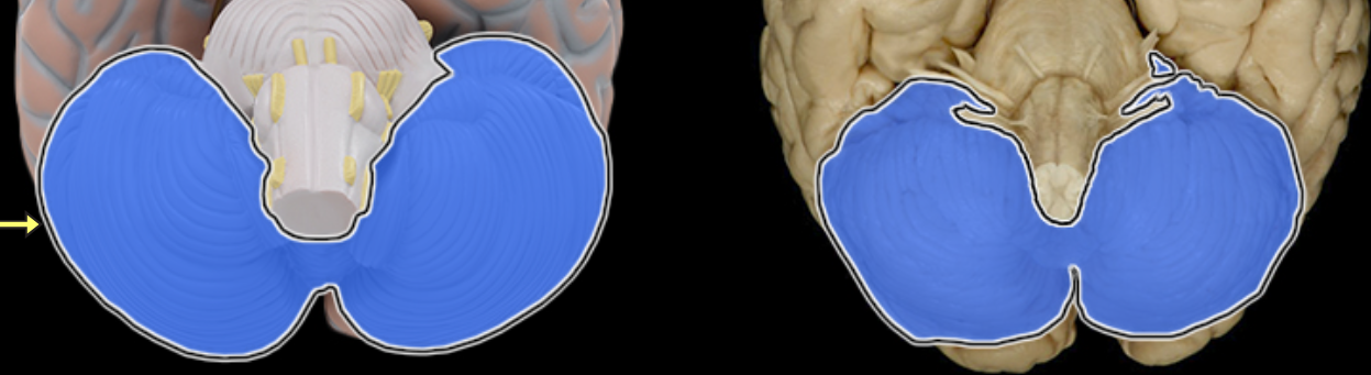 <p>Location:</p><ul><li><p>Dorsal to brainstem</p></li></ul><p>Description:</p><ul><li><p>Composed of many lobes with highly folded cortex</p></li><li><p>Attached to pons via cerebellar peduncles</p></li></ul><p>Function:</p><ul><li><p>Coordinates complex movements</p></li><li><p>Monitors muscles to ensure fluid movements</p></li></ul><p>Comment:</p><ul><li><p>Receives extensive sensory input from body and CNS</p></li><li><p>Cerebellar cortex has folds known as folia</p></li><li><p>White matter of cerebellar lobes resembles branching tree and is called arbor vitae</p></li><li><p>Influences motor function through connections with thalamus and motor cortex</p></li></ul><p></p>