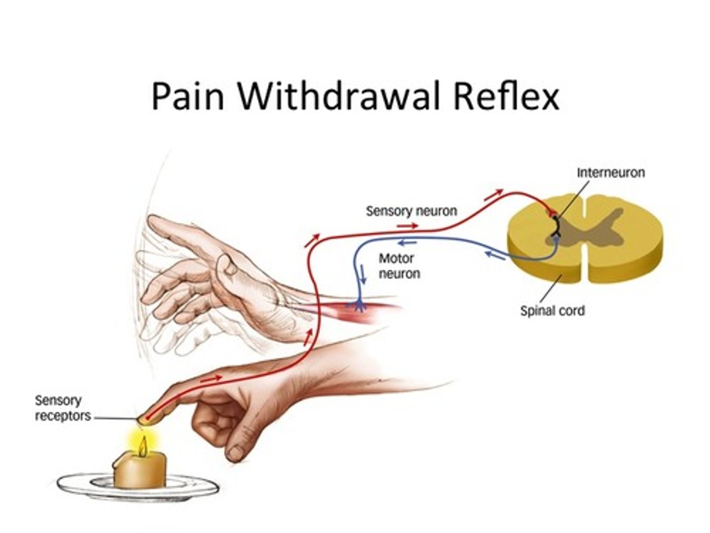 <p>In the withdrawal reflex, signals from pain receptors continue on to the brain to be interpreted as pain even though the reflex has already removed the body art</p>