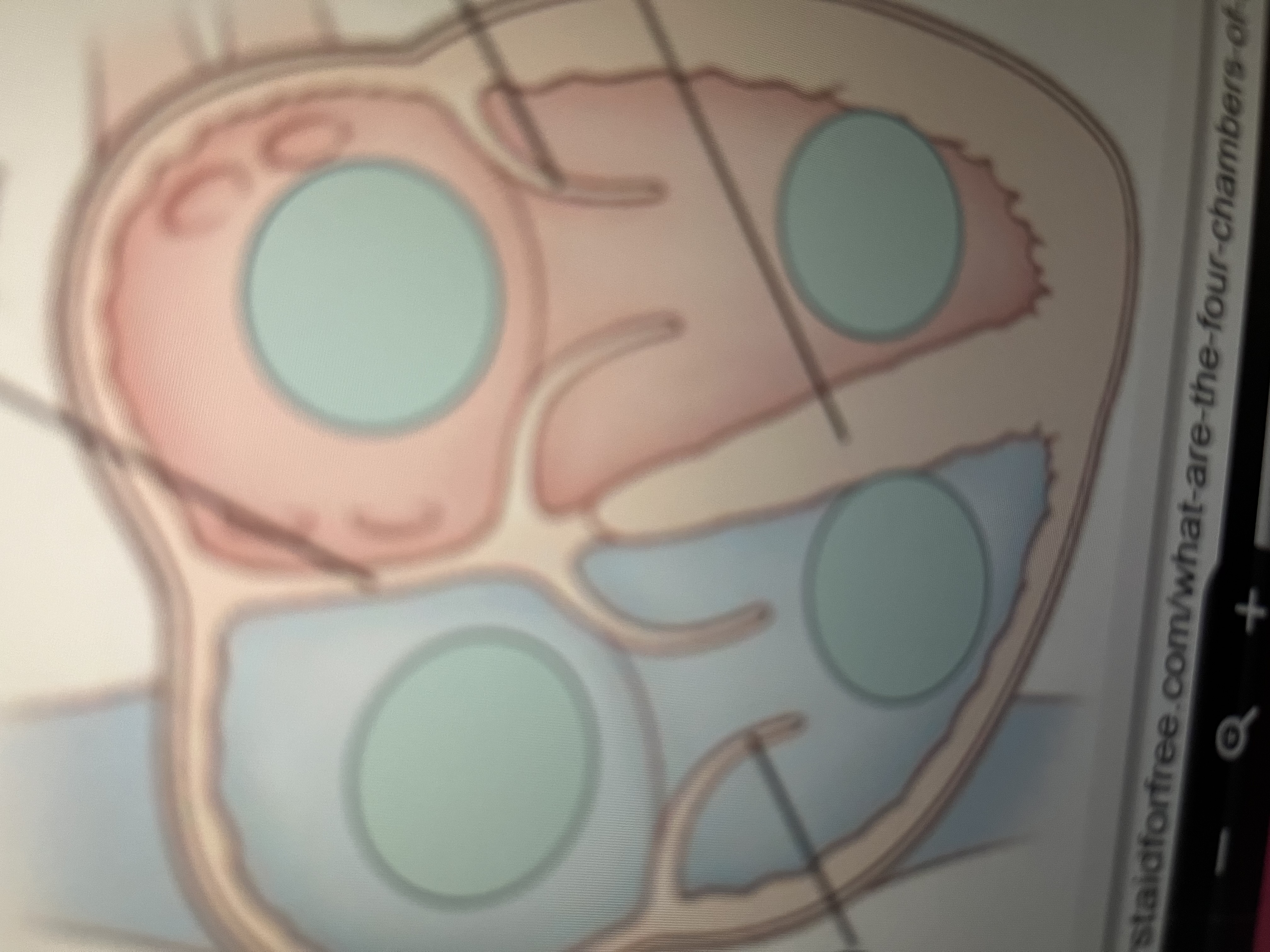 <p>Atrial septum, Mitral/Bicuspid valve, Ventricular Septum, Tricuspid valve</p>