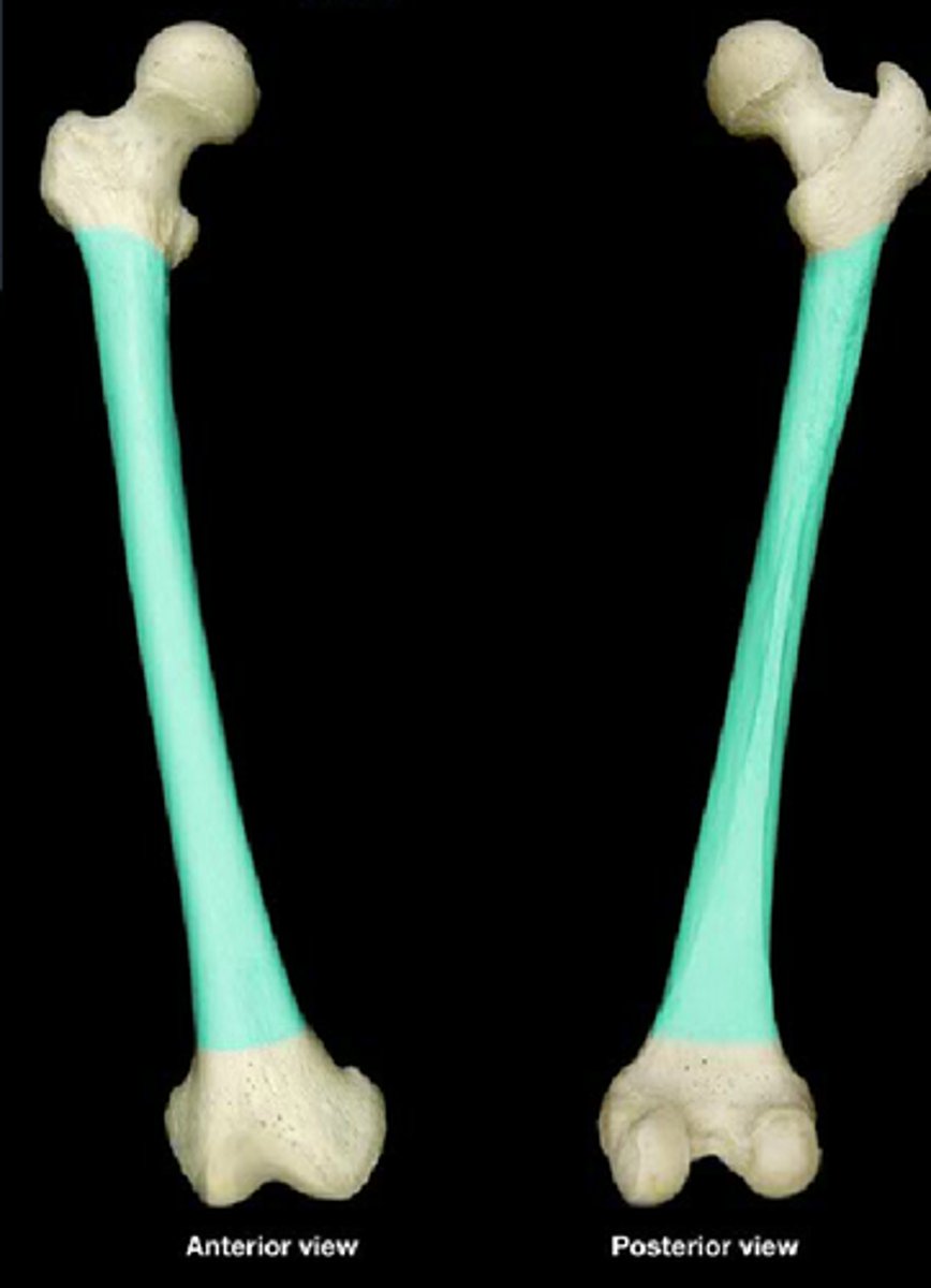 <p>long part of femur</p>
