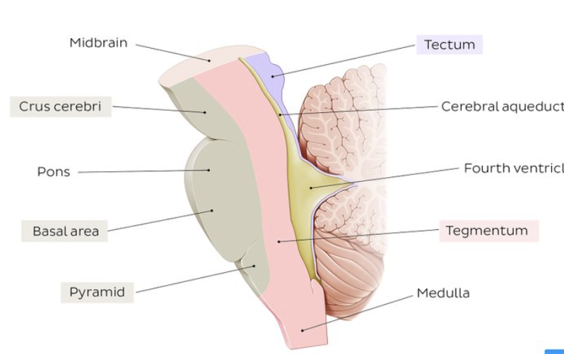 <p>region of the midbrain made up of superior and inferior colliculus; <span>associated with vision, hearing, motor control, sleep and wakefulness</span></p>