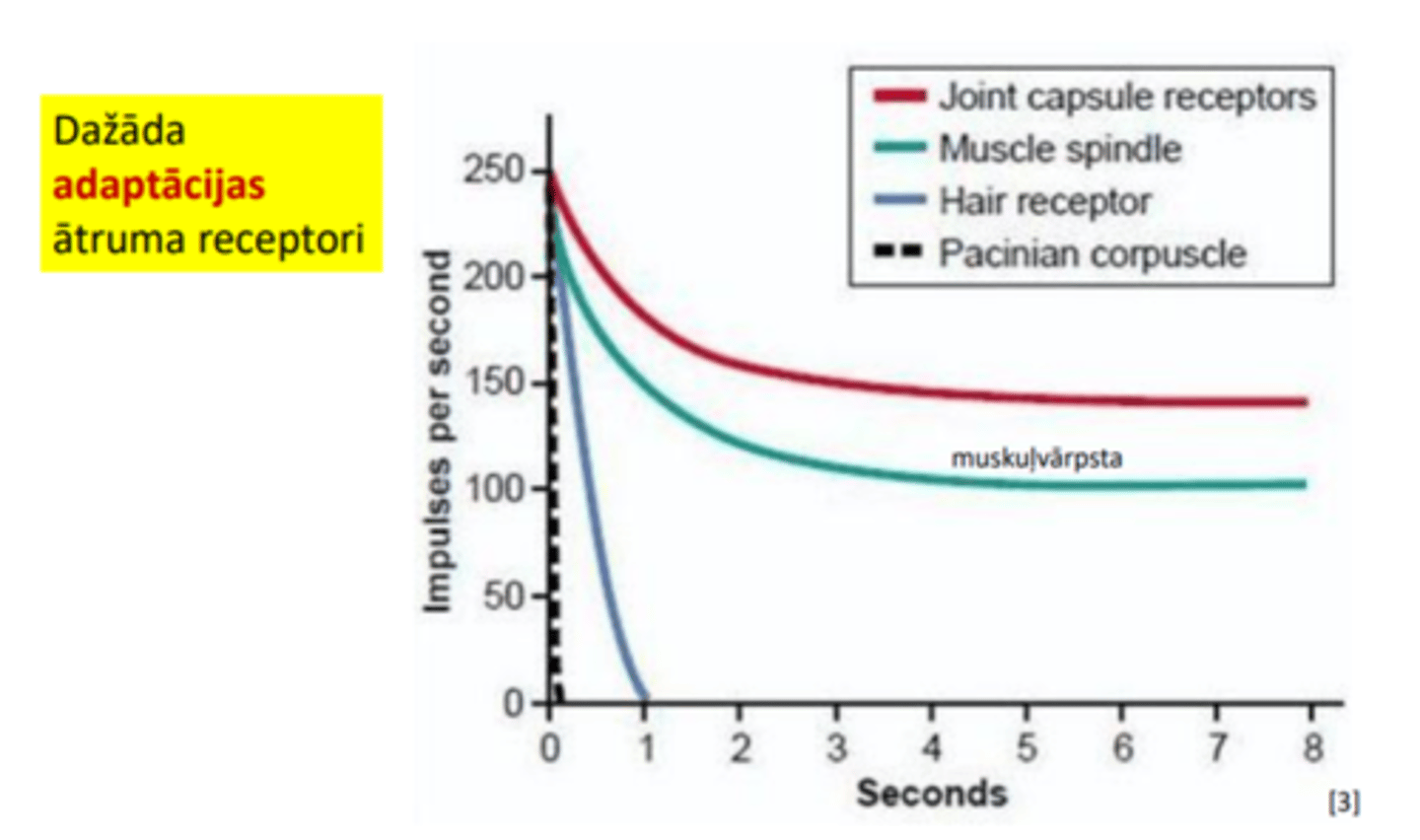 <p>• Ātrās adaptācijas (fāziskie) receptori, piem., tie ir ožas vai taustes receptori (arī Meisnera, Pačīni ķermenīši).</p><p>• Lēnās adaptācijas (toniskie) receptori, piem., tie ir sāpju (nociceptori), aukstuma u.c. receptori (t.sk., Merkela un Rufīni ķermenīši; muskuļvārpsta).</p>