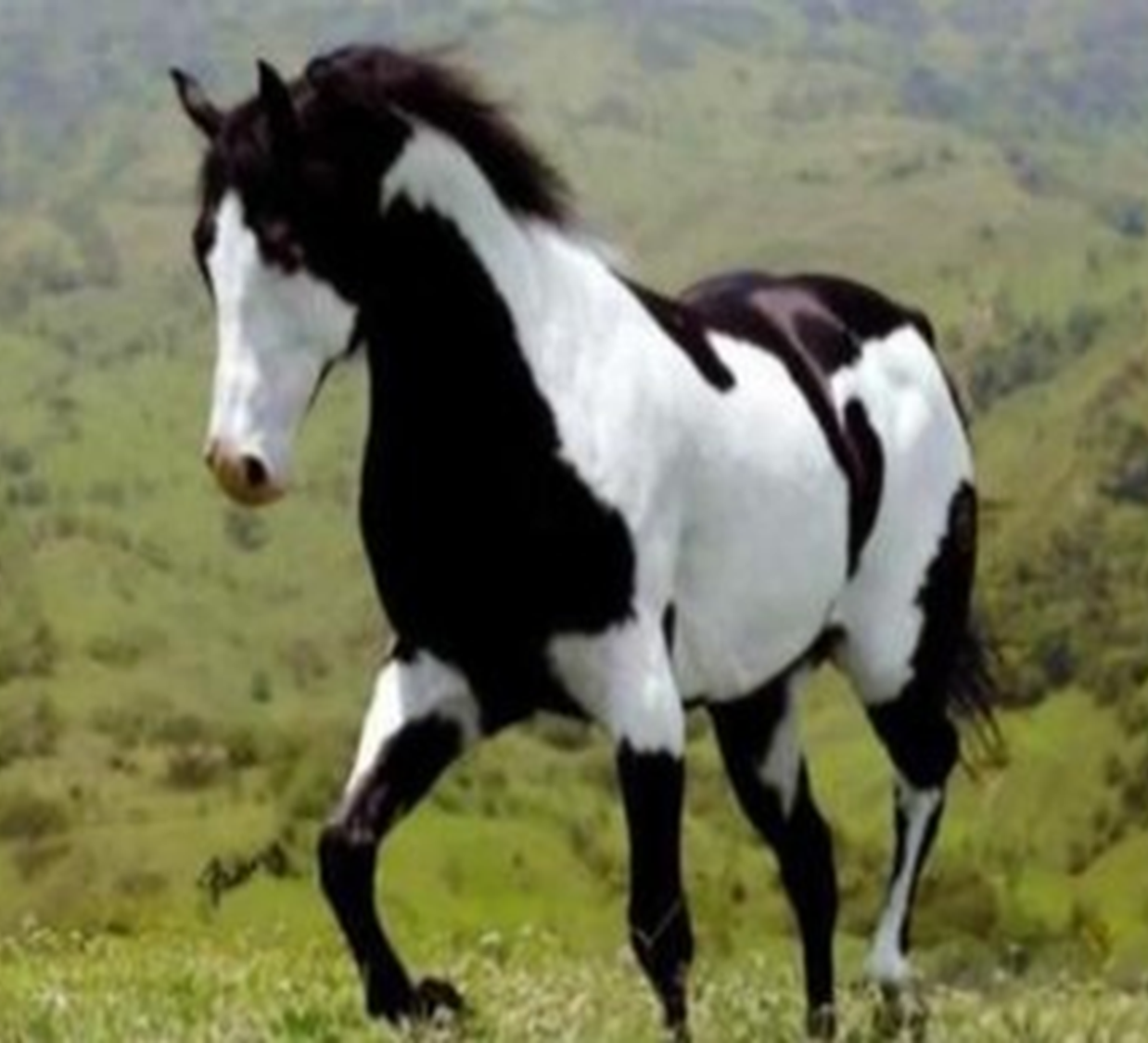 <p>combines both the conformational characteristics of a western stock horse with a pinto spotting pattern of white and dark coat colors</p>