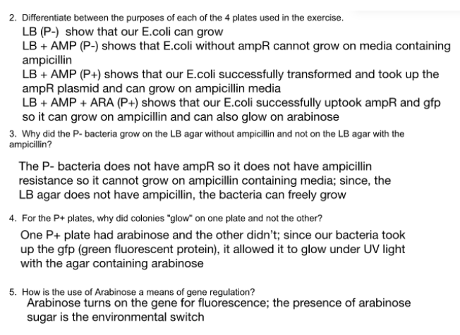 The PGlo plasmids the bacteria will be uptaking have ampR (ampicillin resistance), gfp (Green Fluorescent Protein) genes, and araC (activator of gfp)

→ Bacteria plated onto media that contains Ampicillin will grow, and if the media also contains arabinose, they will glow