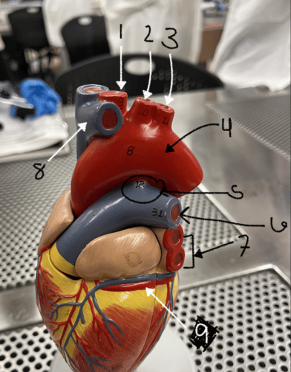 <p>what is structure 8</p>